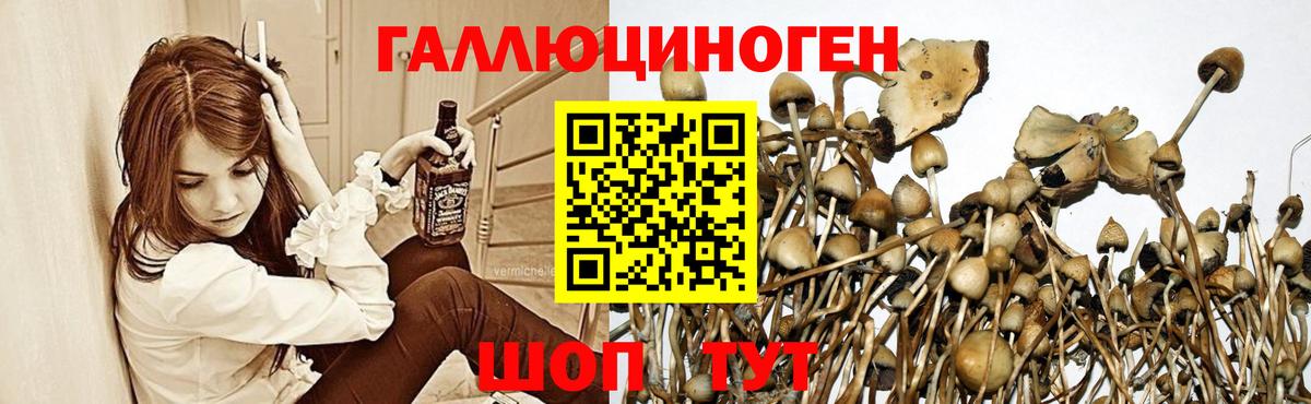 Псилоцибиновые грибы GOLDEN TEACHER Ставрополь