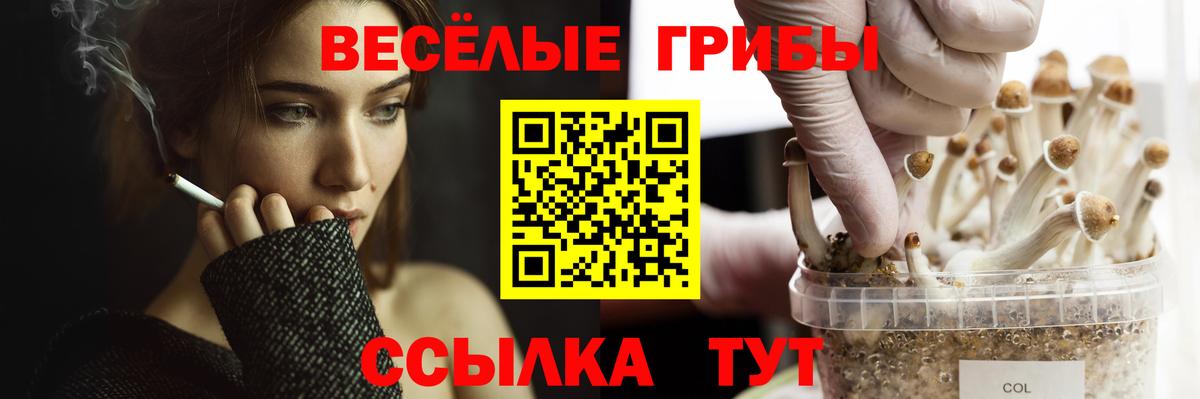 Ставрополь  Галлюциногенные грибы Psilocybe  Вход с VPN 